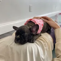 Brownie, a male French Bulldog for sale in Brooklyn, NY – Photo 5 of 5