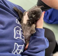 Brownie, a female French Bulldog for sale in Brooklyn, NY – Photo 3 of 5