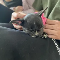 Brixs, a male French Bulldog for sale in Brooklyn, NY – Photo 5 of 6