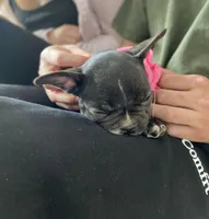 Brixs, a male French Bulldog for sale in Brooklyn, NY – Photo 5 of 6