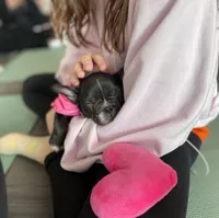 Brixs, a male French Bulldog for sale in Brooklyn, NY – Photo 3 of 6