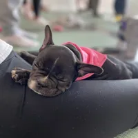 Brixs, a male French Bulldog for sale in Brooklyn, NY – Photo 2 of 6