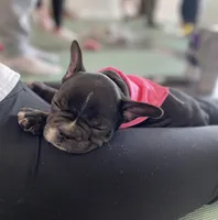 Brixs, a male French Bulldog for sale in Brooklyn, NY – Photo 2 of 6