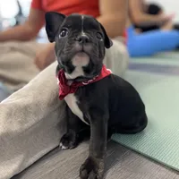 Brixs, a male French Bulldog for sale in Brooklyn, NY – Photo 4 of 6