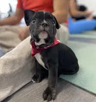 Brixs, a male French Bulldog for sale in Brooklyn, NY – Photo 4 of 6