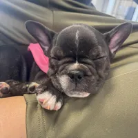 Brixs, a male French Bulldog for sale in Brooklyn, NY – Photo 6 of 6