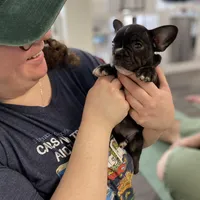 Brixs, a male French Bulldog for sale in Brooklyn, NY – Photo 1 of 6