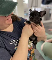 Brixs, a male French Bulldog for sale in Brooklyn, NY – Photo 1 of 6