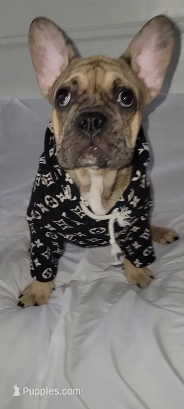 Chips  – French Bulldog puppy for sale in Brooklyn, NY