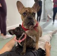 Chips, a male French Bulldog for sale in Brooklyn, NY – Photo 2 of 6