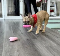 Chips, a male French Bulldog for sale in Brooklyn, NY – Photo 4 of 6