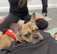 Chips, a male French Bulldog for sale in Brooklyn, NY – Photo 3 of 6