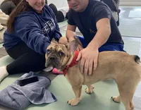 Chips, a male French Bulldog for sale in Brooklyn, NY – Photo 5 of 6