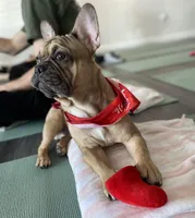 Chips, a male French Bulldog for sale in Brooklyn, NY – Photo 6 of 6