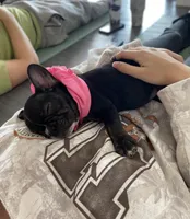 Bronx, a male French Bulldog for sale in Brooklyn, NY – Photo 4 of 4