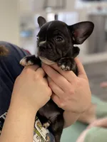 Bronx, a male French Bulldog for sale in Brooklyn, NY – Photo 2 of 4