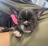 Bronx, a male French Bulldog for sale in Brooklyn, NY – Photo 1 of 4