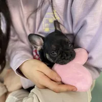 Princess , a female French Bulldog for sale in Brooklyn, NY – Photo 6 of 6