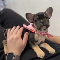 Princess , a female French Bulldog for sale in Brooklyn, NY – Photo 5 of 6