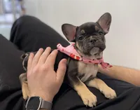 Princess , a female French Bulldog for sale in Brooklyn, NY – Photo 5 of 7