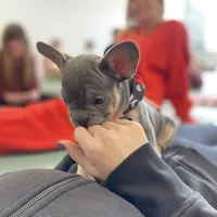 Princess , a female French Bulldog for sale in Brooklyn, NY – Photo 1 of 6