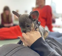 Princess , a female French Bulldog for sale in Brooklyn, NY – Photo 1 of 7