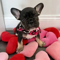 Princess , a female French Bulldog for sale in Brooklyn, NY – Photo 3 of 6