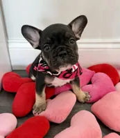 Princess , a female French Bulldog for sale in Brooklyn, NY – Photo 3 of 7