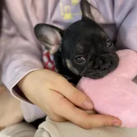 Princess , a female French Bulldog for sale in Brooklyn, NY – Photo 4 of 6