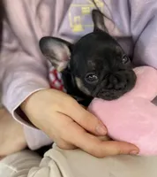 Princess , a female French Bulldog for sale in Brooklyn, NY – Photo 4 of 7