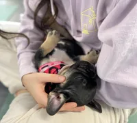 Brick, a female French Bulldog for sale in Brooklyn, NY – Photo 6 of 6