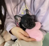 Brick, a female French Bulldog for sale in Brooklyn, NY – Photo 3 of 6