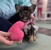 Brick, a female French Bulldog for sale in Brooklyn, NY – Photo 4 of 6