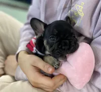 Brick, a female French Bulldog for sale in Brooklyn, NY – Photo 2 of 6