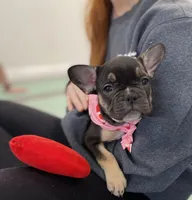 Brick, a female French Bulldog for sale in Brooklyn, NY – Photo 5 of 6