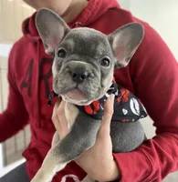 Braxton , a male French Bulldog for sale in Brooklyn, NY – Photo 2 of 5