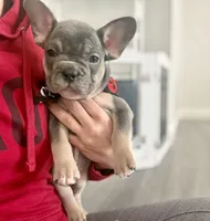 Braxton , a male French Bulldog for sale in Brooklyn, NY – Photo 3 of 5