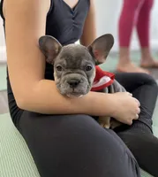 Braxton , a male French Bulldog for sale in Brooklyn, NY – Photo 4 of 5