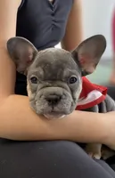 Braxton , a male French Bulldog for sale in Brooklyn, NY – Photo 1 of 5