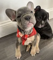 Braxton , a male French Bulldog for sale in Brooklyn, NY – Photo 5 of 5