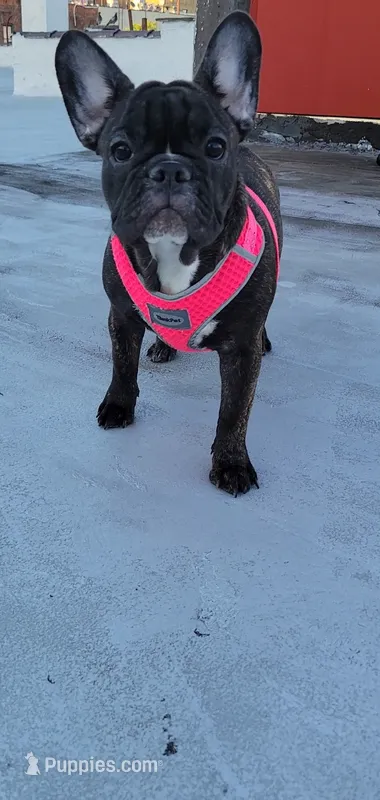 Brownie – French Bulldog puppy for sale in Brooklyn, NY