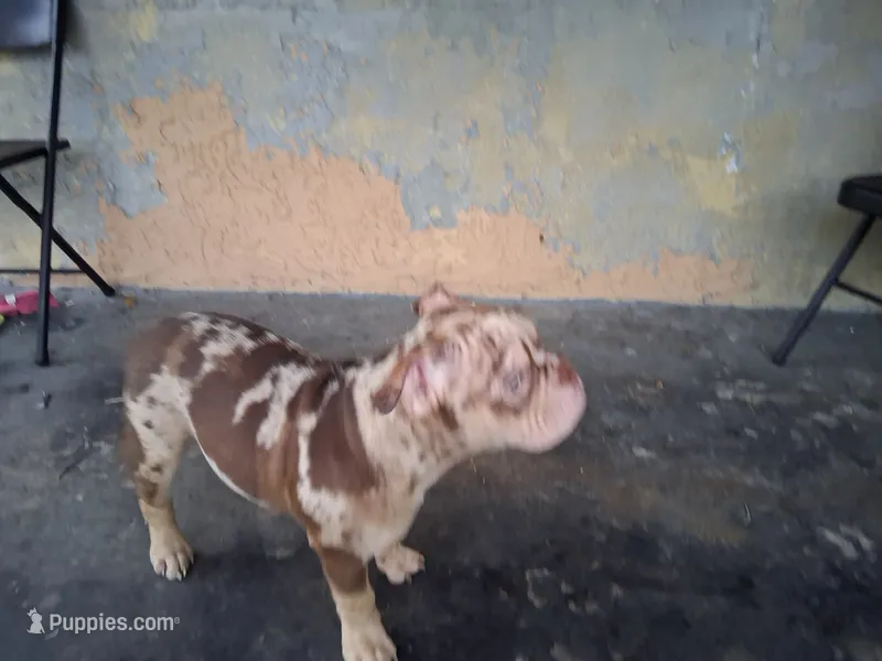 Skate – American Bully puppy for sale in Fort Lauderdale, FL