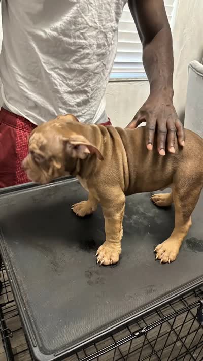 Rocko, a male American Bully for sale in Fort Lauderdale, FL – 1 of 2