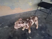 Skate, a male American Bully for sale in Fort Lauderdale, FL – 2 of 3