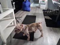 BJ, a male American Bully for sale in Fort Lauderdale, FL – 3 of 3