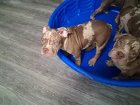 Parlay, a male American Bully for sale in Fort Lauderdale, FL – 6 of 8
