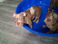 Parlay, a male American Bully for sale in Fort Lauderdale, FL – 4 of 8