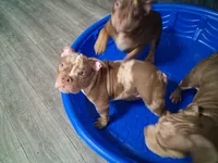 Parlay, a male American Bully for sale in Fort Lauderdale, FL – 3 of 8