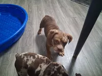 Rocko, a male American Bully for sale in Fort Lauderdale, FL – 2 of 4