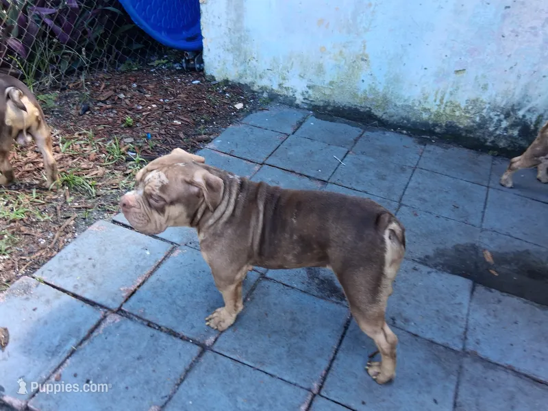 Rocko – American Bully puppy for sale in Fort Lauderdale, FL